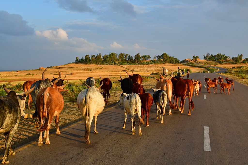 Afdera to Mekele